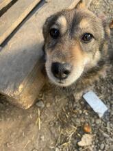 HENRY, Hund, Mischlingshund in Rumänien - Bild 5