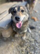 HENRY, Hund, Mischlingshund in Rumänien - Bild 6