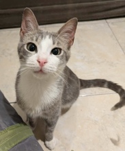 KAPNOULIS, Katze, Europäisch Kurzhaar in Zypern - Bild 1