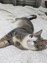 KAPNOULIS, Katze, Europäisch Kurzhaar in Zypern - Bild 2