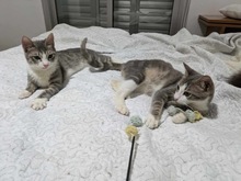 KAPNOULIS, Katze, Europäisch Kurzhaar in Zypern - Bild 3