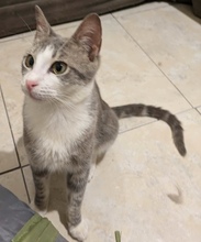 KAPNOULIS, Katze, Europäisch Kurzhaar in Zypern - Bild 4