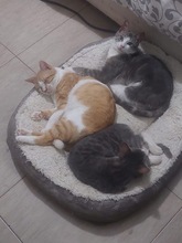 KAPNOULIS, Katze, Europäisch Kurzhaar in Zypern - Bild 5