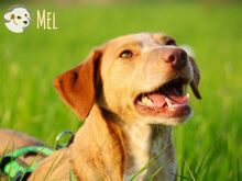 MEL, Hund, Podengo-Pointer-Mix in Bottrop - Bild 1