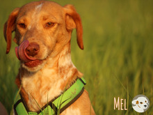 MEL, Hund, Podengo-Pointer-Mix in Bottrop - Bild 4