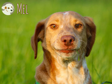 MEL, Hund, Podengo-Pointer-Mix in Bottrop - Bild 5