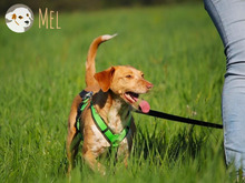 MEL, Hund, Podengo-Pointer-Mix in Bottrop - Bild 6