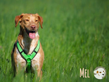 MEL, Hund, Podengo-Pointer-Mix in Bottrop - Bild 7