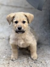 AJANO, Hund, Mischlingshund in Rumänien - Bild 1