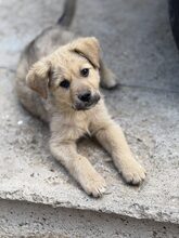 AJANO, Hund, Mischlingshund in Rumänien - Bild 2