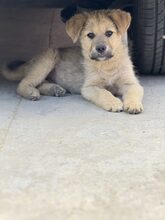 AJANO, Hund, Mischlingshund in Rumänien - Bild 3