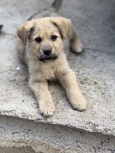 AJANO, Hund, Mischlingshund in Rumänien - Bild 4
