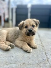 AJANO, Hund, Mischlingshund in Rumänien - Bild 5