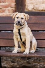 AJANO, Hund, Mischlingshund in Waldems - Bild 1