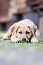AJANO, Hund, Mischlingshund in Waldems - Bild 2
