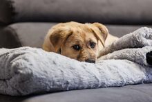 AJANO, Hund, Mischlingshund in Waldems - Bild 3