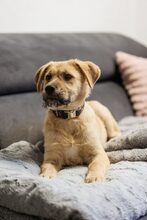 AJANO, Hund, Mischlingshund in Waldems - Bild 4