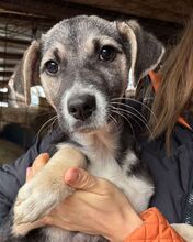 VALEA, Hund, Mischlingshund in Reuth - Bild 1