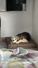 VALEA, Hund, Mischlingshund in Reuth - Bild 2