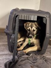 VALEA, Hund, Mischlingshund in Reuth - Bild 3