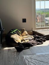 VALEA, Hund, Mischlingshund in Reuth - Bild 4