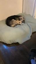 MALVI, Hund, Mischlingshund in Hohenberg - Bild 6