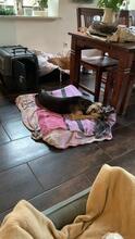 MALVI, Hund, Mischlingshund in Hohenberg - Bild 7