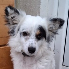 LOCO, Hund, Mischlingshund in Griechenland - Bild 1
