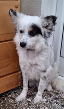 LOCO, Hund, Mischlingshund in Griechenland - Bild 4