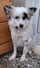 LOCO, Hund, Mischlingshund in Griechenland - Bild 5