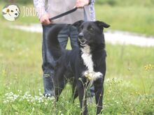 JORDAO, Hund, Border Collie-Labrador-Mix in Portugal - Bild 1