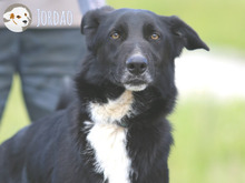 JORDAO, Hund, Border Collie-Labrador-Mix in Portugal - Bild 2
