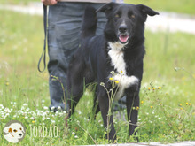 JORDAO, Hund, Border Collie-Labrador-Mix in Portugal - Bild 3