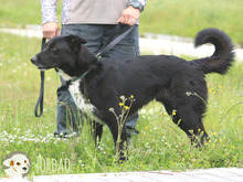 JORDAO, Hund, Border Collie-Labrador-Mix in Portugal - Bild 5