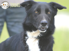 JORDAO, Hund, Border Collie-Labrador-Mix in Portugal - Bild 6