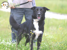 JORDAO, Hund, Border Collie-Labrador-Mix in Portugal - Bild 7