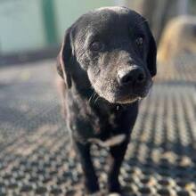 HOBBIT, Hund, Mischlingshund in Rumänien