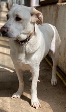 NANO, Hund, Mischlingshund in Griechenland - Bild 2