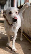 NANO, Hund, Mischlingshund in Griechenland - Bild 3