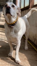 NANO, Hund, Mischlingshund in Griechenland - Bild 5