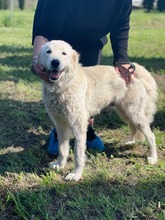MANDORLA, Hund, Maremmano-Mix in Italien - Bild 1
