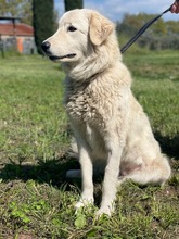 MANDORLA, Hund, Maremmano-Mix in Italien - Bild 2