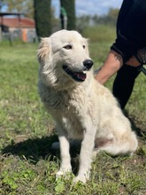 MANDORLA, Hund, Maremmano-Mix in Italien - Bild 4