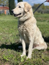 MANDORLA, Hund, Maremmano-Mix in Italien - Bild 5