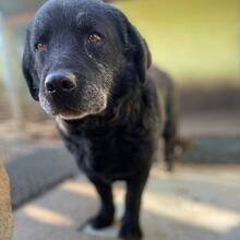 FRODO, Hund, Mischlingshund in Rumänien