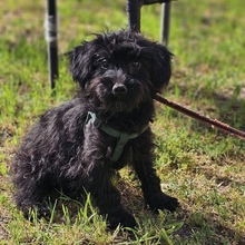 FRANKA, Hund, Pudel-Mix in Ungarn - Bild 1