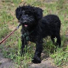 FRANKA, Hund, Pudel-Mix in Ungarn - Bild 2