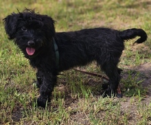 FRANKA, Hund, Pudel-Mix in Ungarn - Bild 3