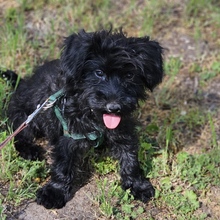 FRANKA, Hund, Pudel-Mix in Ungarn - Bild 4