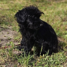 FRANKA, Hund, Pudel-Mix in Ungarn - Bild 5
